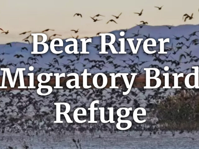 Bear River Migratory Bird Refuge