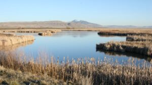 Cutler Marsh