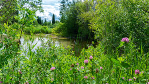 Formation Springs and Cave