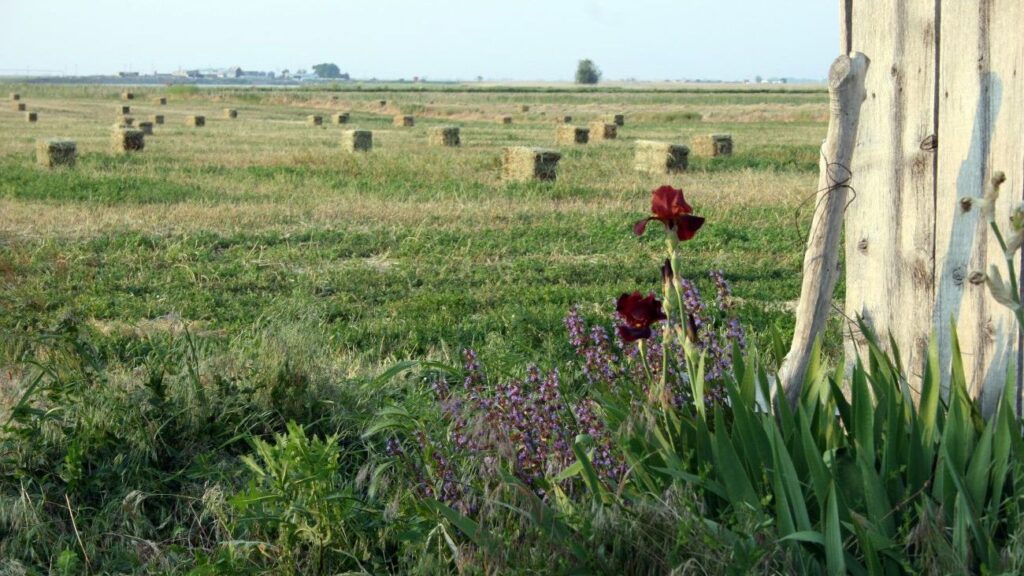 Flowers in front of a field of hay bales. 