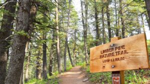 Limber Pine Nature Trail