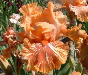Logan Iris Society Plant Sale