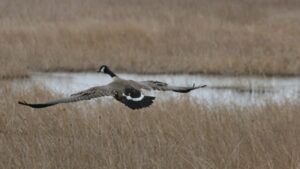 Birding Southeast Idaho