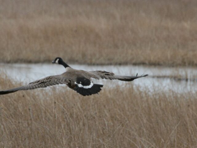 Birding Southeast Idaho
